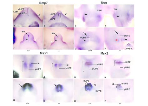 The Expression Of Bmp7 Its Target Genes Msx1 And Msx2 And Its