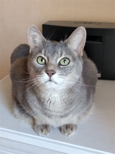 Cat Fart Gray Free Photo On Pixabay Pixabay