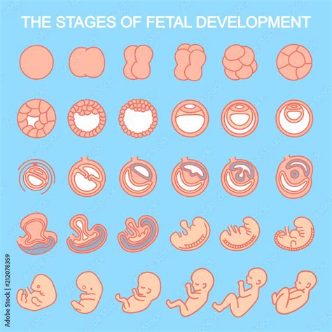 Vector Illustration Stages Of Fetal Development Isolated On White