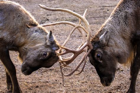 Fighting Reindeer Andy Hay Flickr