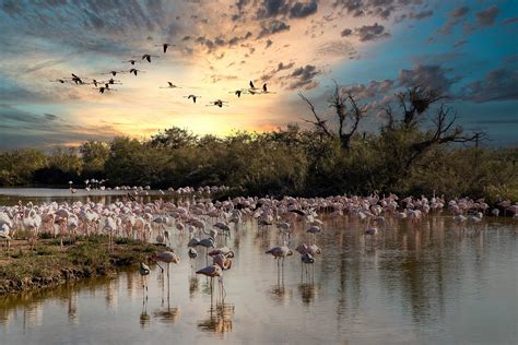 Camargue Winter Im Rhythmus Der Rosa Flamingos Und Ihrer Ber Hmten