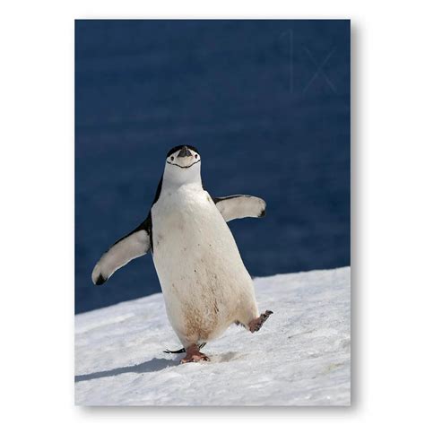 Penguin Joy Penguin Photo Print Stone And Gray