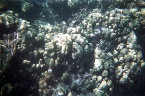 Strange Coral Free Photo Download Freeimages