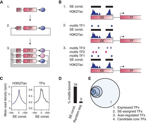 Models Of Human Core Transcriptional Regulatory Circuitries