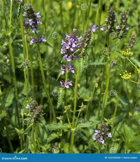 Betony Stachys Officinalis Stock Image Image Of Blooming 125103329