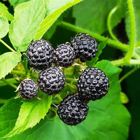 Малина чорна Black Jewel (Блек Джевел) - купити з доставкою по Україні ...