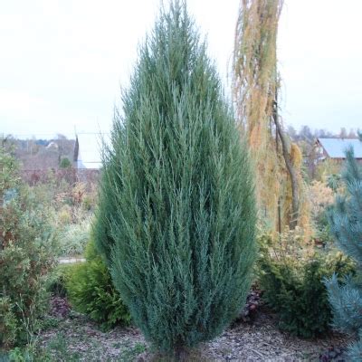 Можжевельник “СКАЙРОКЕТ” (стакан Р9) - Цена на саженцы в питомнике ...