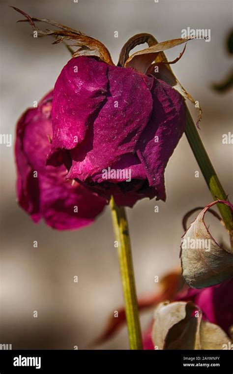 Close Up Of A Wilted Red Rose Stock Photo Alamy