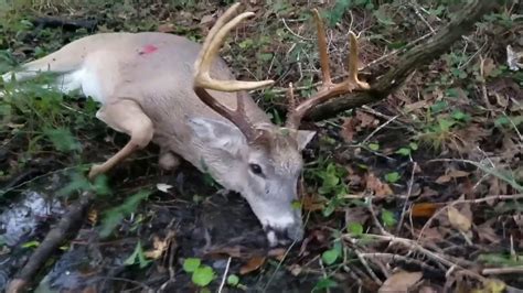 Central Florida public land deer hunting - YouTube