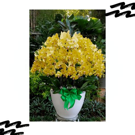 Anggrek Bulan Kuning Archives - De Orchids