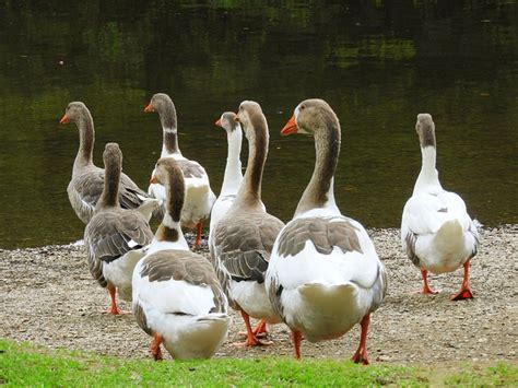 Geese Birds Greylag Free Photo On Pixabay Pixabay