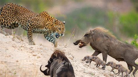 Warthog Causes Serious Injury To Cheetah To Protect Her Piglets YouTube