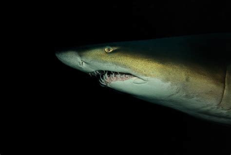 GALLERY: Protecting the grey nurse shark - Australian Geographic