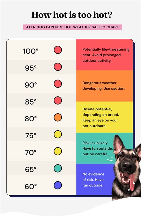 What Room Temperature Is Best For Dogs Keeping Your Canine Companion
