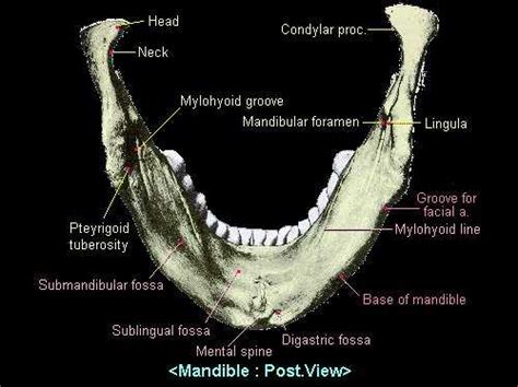 Submandibular Fossa