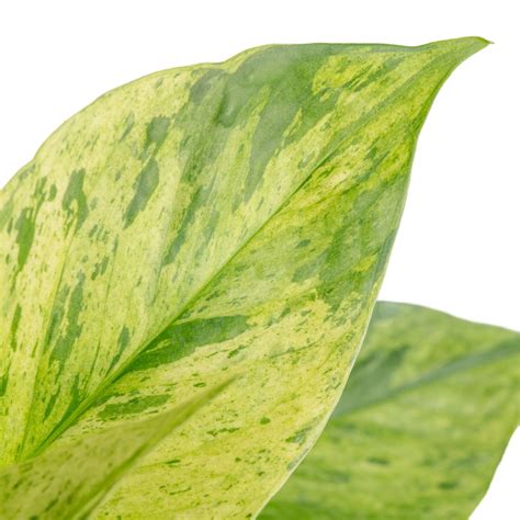 Jessenia Pothos | medium – Costa Farms