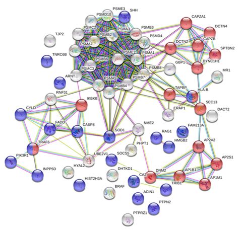 The Protein Protein Interaction Ppi Network Of The Set Of Degs Deps