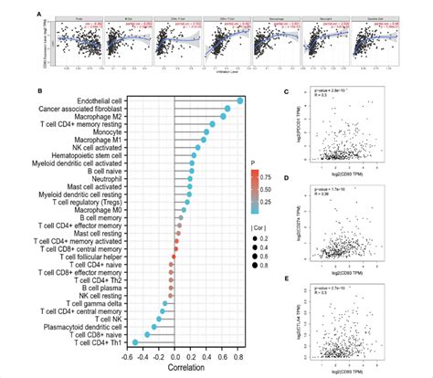 relationship  cd  immune cells  cd significantly