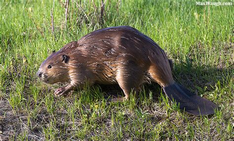 Muskrat Gopher Woodchuck Groundhog - Subarubaruk