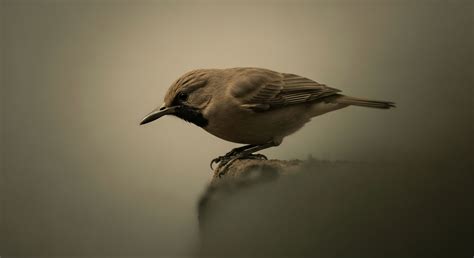 Explain the Systemic Effects of Local Lung Inflammation Caused by Air