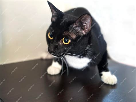 Premium Photo | Black furry playful cat staring at something and