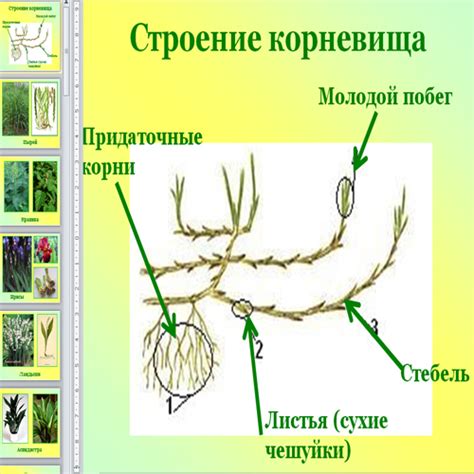 Строение корневища пырея схема - фото