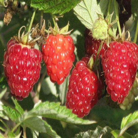 Саженцы малины киржач купить в Москве по цене от 590 рублей