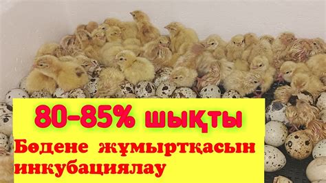 "Несушка" инкубаторын қолдану тәсілі... - YouTube