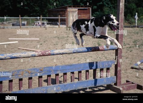 Great Dane Jumping Over Hurdle With Mouth Open Stock Photo Alamy