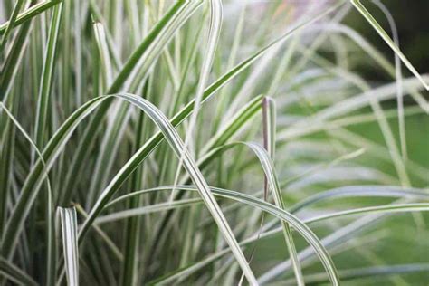 Top 7 Plants Similar To Spider Plants