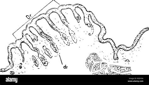 The Mammary Apparatus Of The Mammalia In The Light Of Ontogenesis