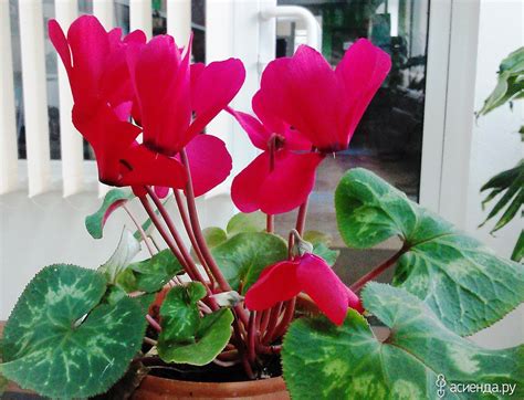 Цикламен цветок красный (76 фото)