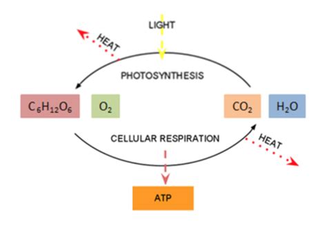 Photosynthesis And Metabolism Nutrition Science And Everyday