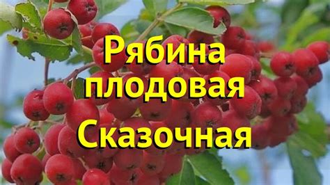 Рябина плодовая Сказочная. Краткий обзор, описание характеристик sorbus ...
