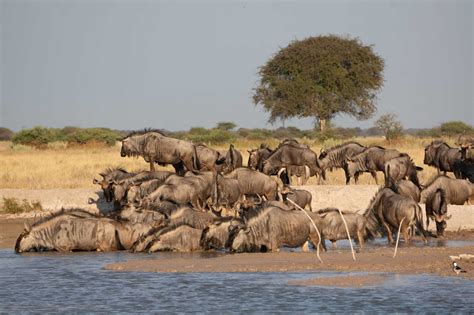 Botswana National Parks and Game Reserves - Map and Guide