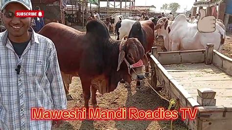 Wednesday Update Qurbani Ka Mall Ana Shuru Ho Gaya Manga Mal