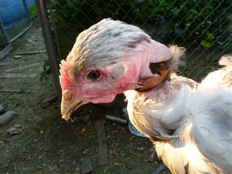 Naked Neck Turken Thread Page