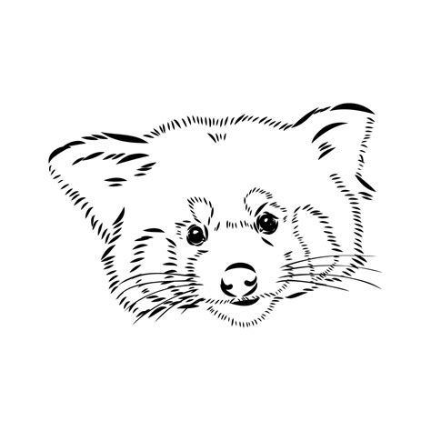 Red Panda Vector Sketch 36438676 Vector Art At Vecteezy