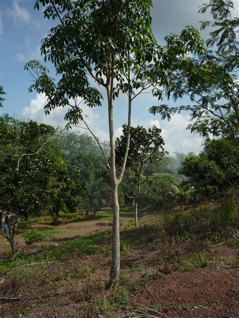 Hidup Yang Ketentuannya Projek Pokok Getah