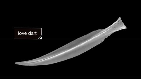 Everything You Never Wanted To Know About Snail Sex KQED