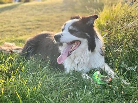 Nombres Nicos De Border Collie With Pics Con Mis Mascotas