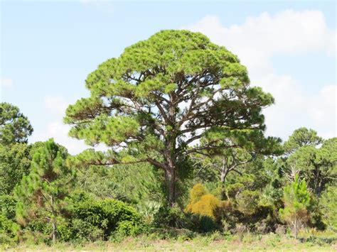 Pinus Clausa