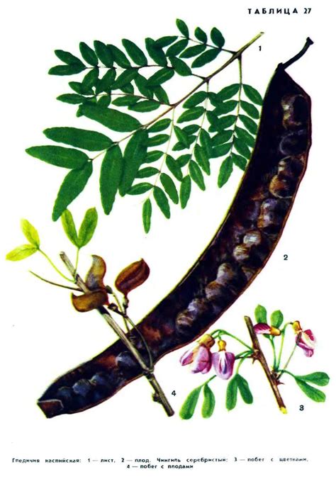 Бородина и др. Деревья и кустарники СССР, 1966.