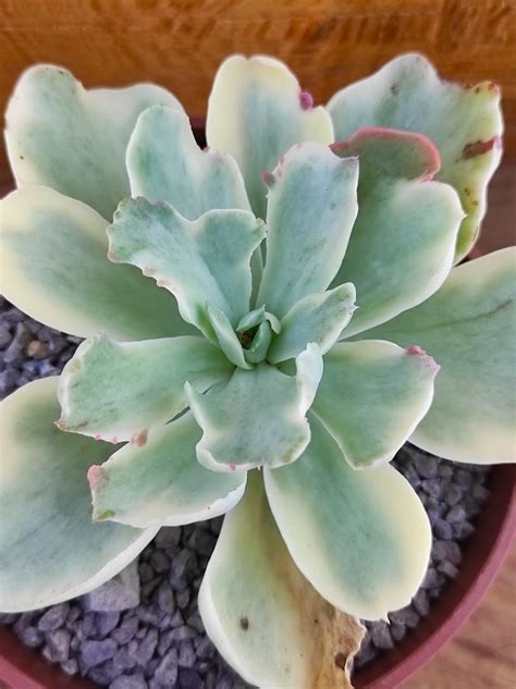 Echeveria Moon River Un Erizo En Mi Jard N