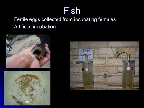 Ppt Use Of Fresh Bull And Hog Testis In Sex Reversal Of Nile Tilapia Fry Powerpoint