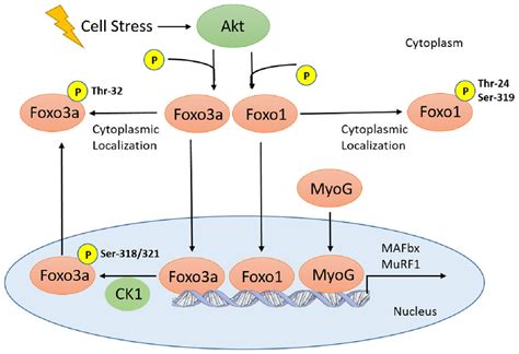 Transcriptional Activation Of Muscle Atrophy Promotes Cardiac Muscle