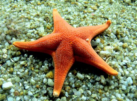 Top 5 Predators Of Starfish That Eat Starfish Toplist Info