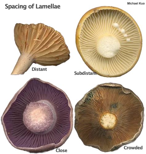 Glossary Mushroomexpertcom
