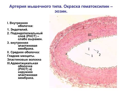 Морфология сердечно-сосудистой системы - презентация онлайн