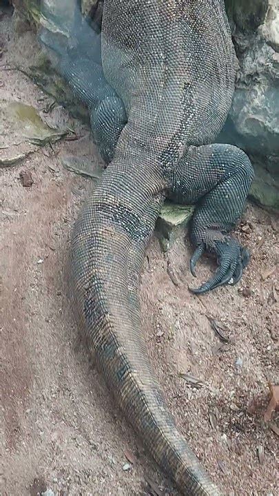 Komodo Dragon Indonesia Reptiles Youtube